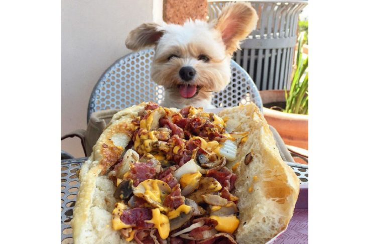 rescue-dog-restaurants-food-instagram-popeyethefoodie-37-5810582525ace__700