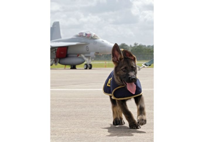 Military Working Dog puppy Rhino