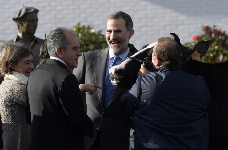 Spain’s King Felipe VI laughs as he poses next to a cow during a visit to a dairy products company in Siero