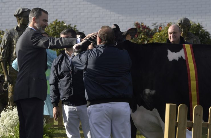 Spain’s King Felipe VI caresses a cow during a visit to a dairy products company in Siero