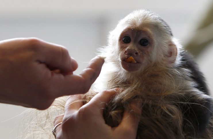 Pet monkey of Canadian singer Bieber is seen animal home in Munich
