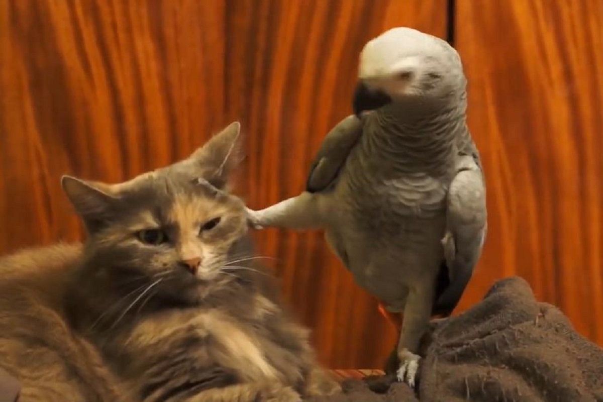 Говорящий кот попугай. Кот и попугай. Видеоролики про животных. Попугай и кот Мем. Наглый попугай и кот.